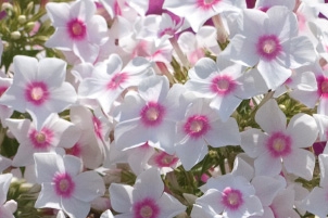 phlox paniculata blanc a oeil rose 3133