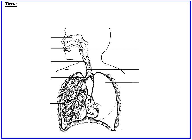 Réanimation Cardio Pulmonaire - Niveau PSE 1 Schema-app-respi