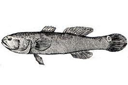 Cá bống bớp - Bostrichthys sinenesis Lacepede 5165