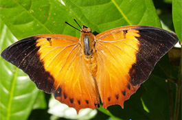 bươm bướm- vẻ đẹp kỳ diệu của mẹ thiên nhiên ban tặng... 252