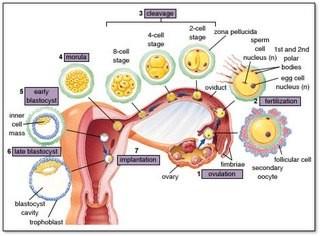 Bagaimana Mengetahui Masa Subur Wanita? Ovum-cyclus