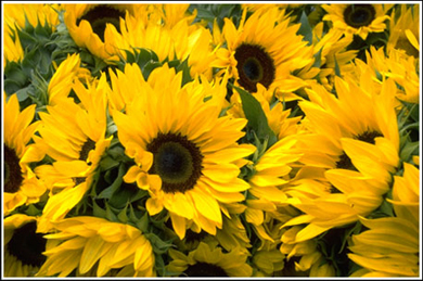 Girasoles Web_girasoles