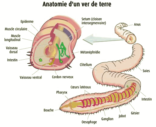 UN PETIT COIN DE CULTURE Anatomie_ver_de_terre