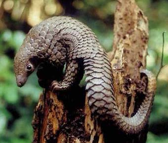 أم قرفــــة Pangolin