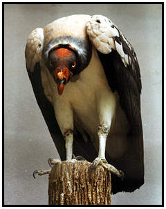 Interesting Animals! (Probably image heavy) Lisa-king-vulture1