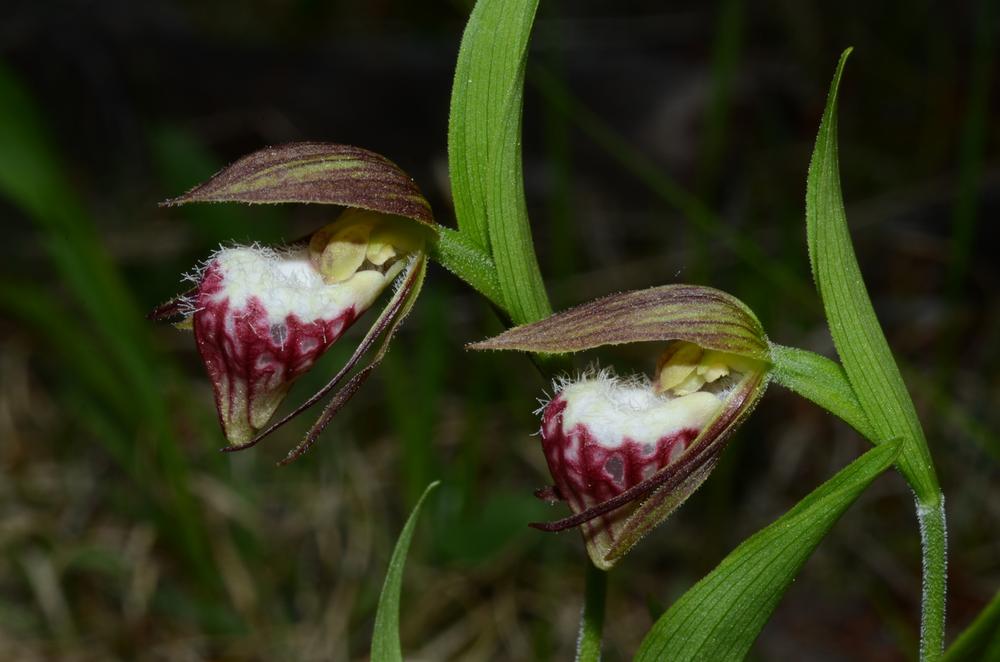 TÌNH YÊU LAN - Page 2 Cypripedium-arietinum-in-rleblanc