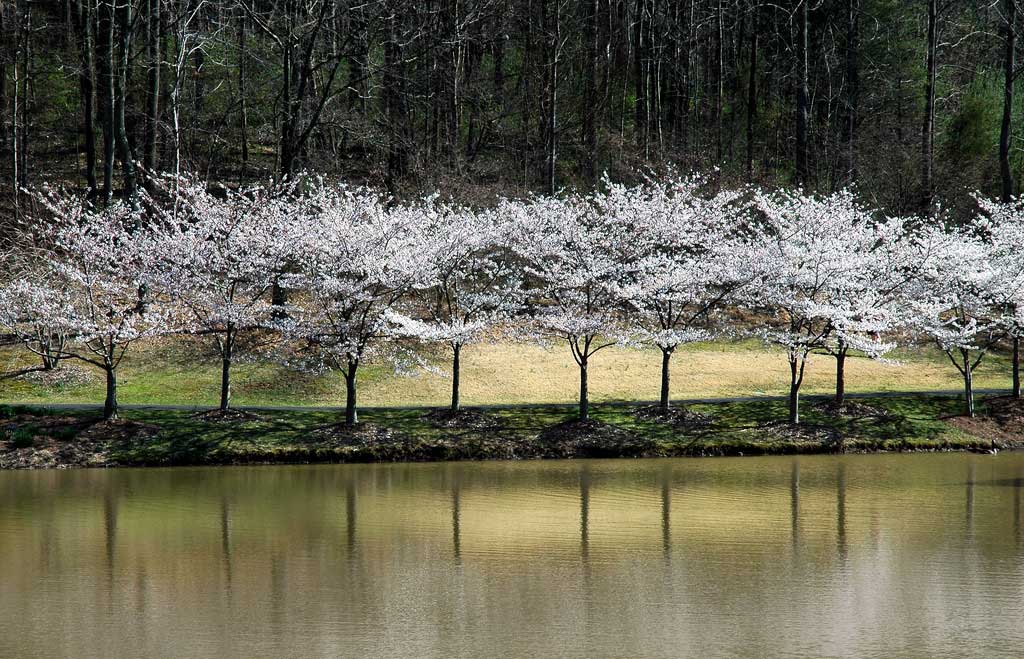 اشجار الساكورا (الكرز) اليابانية..روووووووعة Cherry_trees