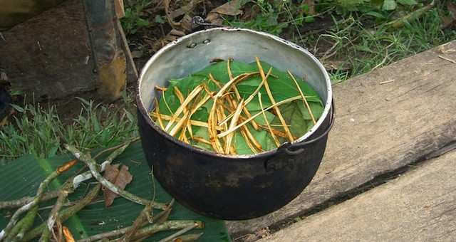 Ayahuasca: This Amazonian Brew May Be the Most Powerful Antidepressant Ever Discovered WIKI-Ayahuasca_-e1446069920259