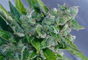 Owen Poindexter: 5 Myths About Marijuana Debunked Auto_flowering_marijuana-300x206