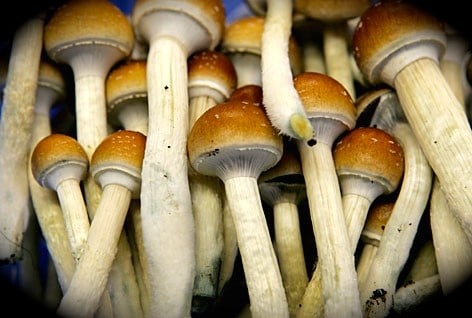 Study of 3 Psychedelics Finds They Do No Harm but Actually Improve Mental Health Magic-Mushrooms-Cubensis