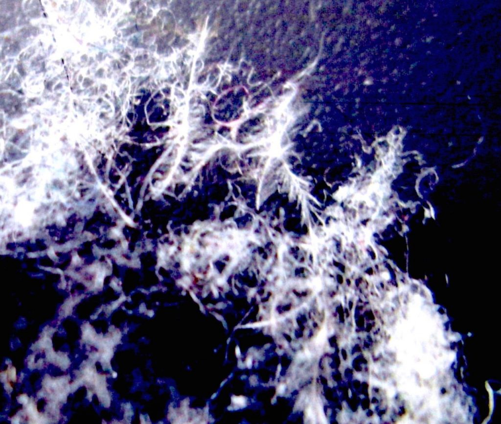 Pacific Northwest Resident Documents Metallic Fibers Falling from Sky Fibers-1-1024x866