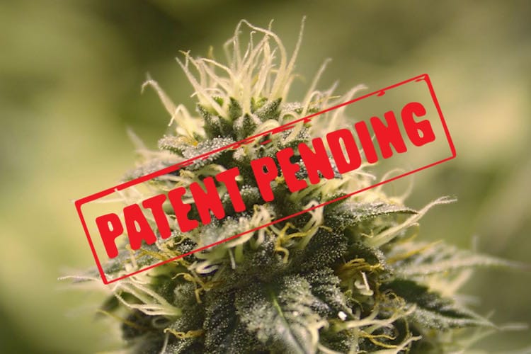 The Real Reason Big Pharma Wants to Own the Patents to Cannabis Cannabis-Bud-Patent-Pending