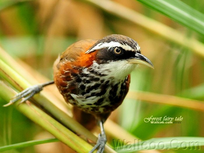 Chim từ Wallcoo.com - Page 2 Gorgeous_birds_Streak-breasted%20Scimitar%20Babbler%20in%20the%20bush