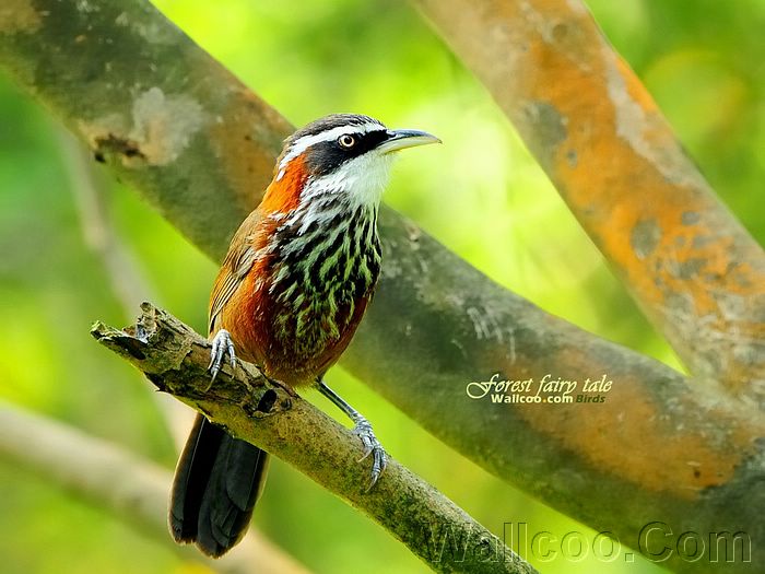 Chim từ Wallcoo.com - Page 2 Gorgeous_birds_Streak-breasted%20Scimitar%20Babbler%20in%20the%20woods