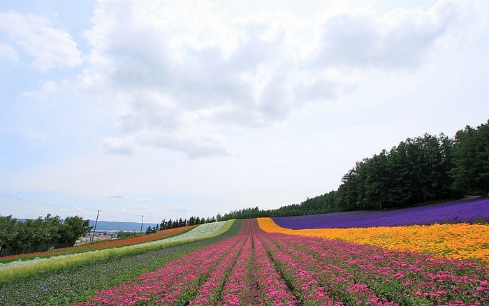 بمناسبة دخول الربيع اليكم احلى صور الربيع Hokkaido_summer_field_picture_13652881_3439343