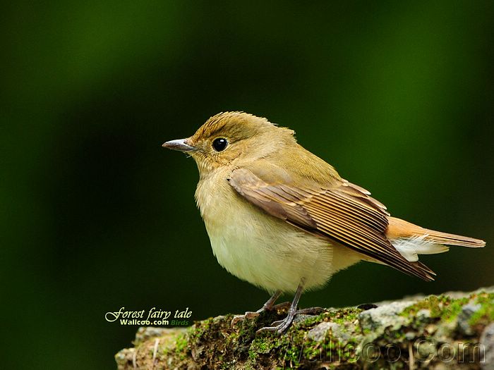 الطيور في الربيع ,, Birds_in_forest_Aiming%20high