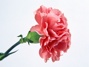 انواع الزهور بالصور Carnation_flower_photo_4s_300x300