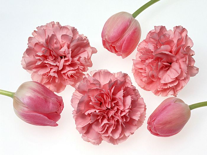     Carnation_flower_photo_11