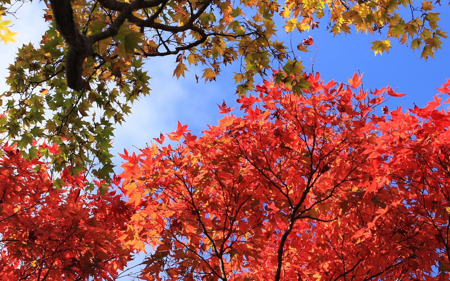 some of japan views and wallpaper its fantastic Japan_Rokkosan_autumn_scenery_1978