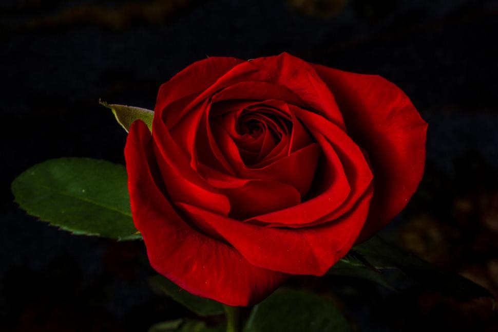 Ruža A-red-rose-1080P-wallpaper-middle-size