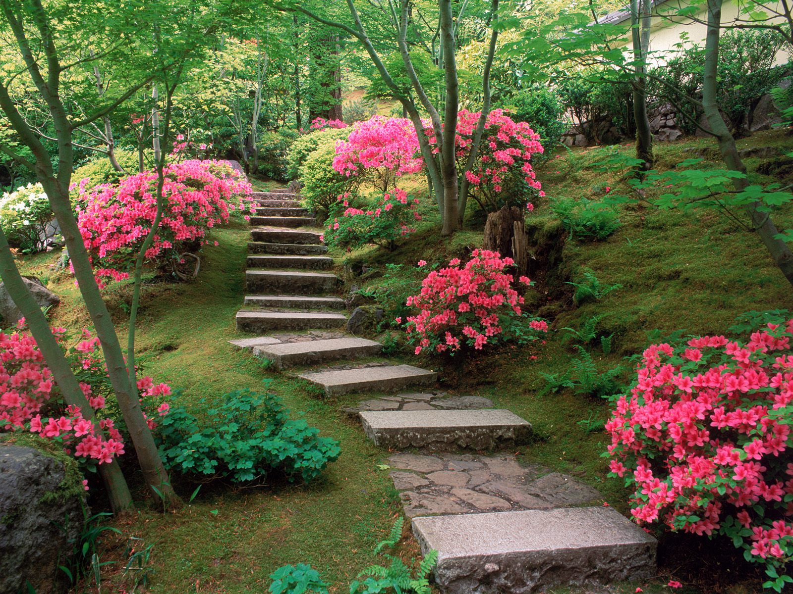 Isabella The Gypsy Azaleas%20Japanese%20Garden%20Oregon