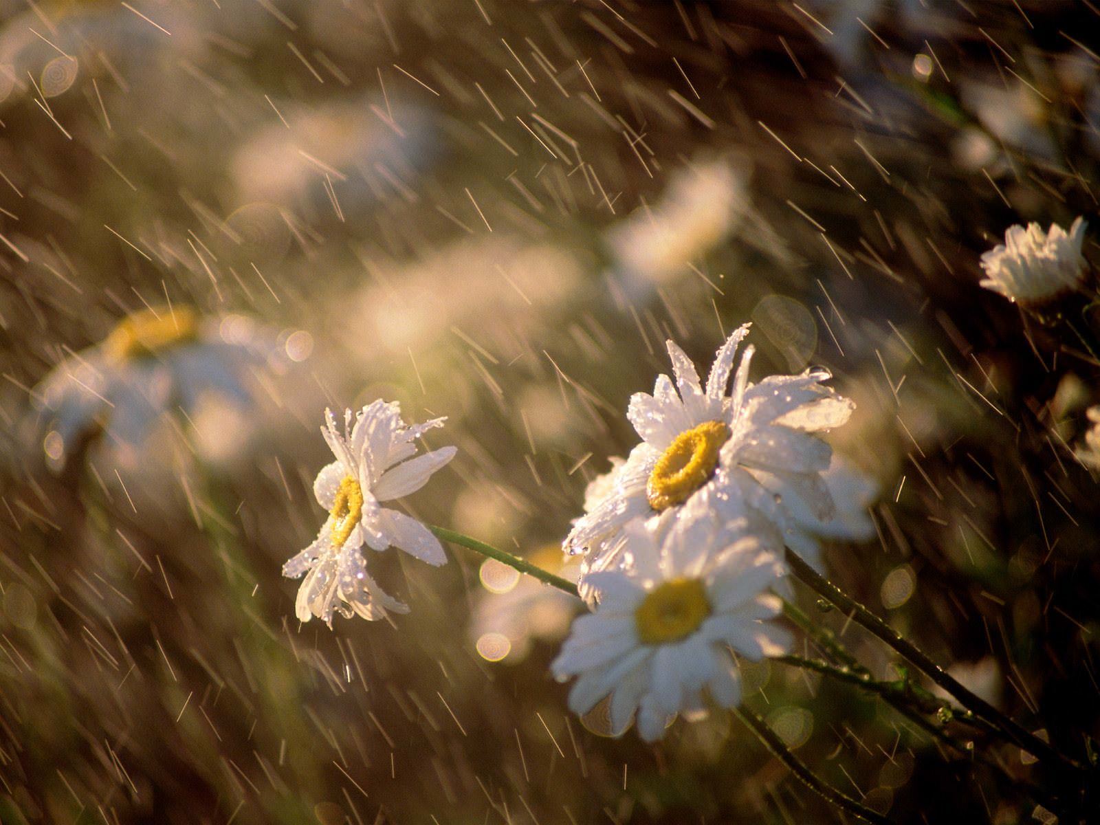 عندما تسقط اوراق الزهور ... Daisies-under-rain-wallpaper-1600x1200-0152