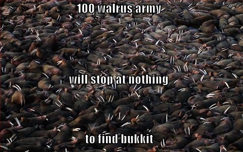 wal`r`us!! 104-walrus-army