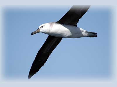 கடற் பறவை  Albatross