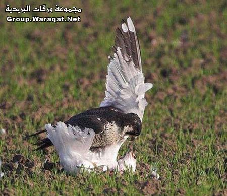 مدري جوعان والا حاب يمزمز Falkon3