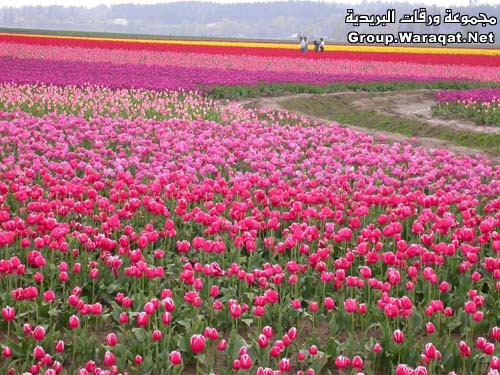 ورود حلوة لاحلى اميرات  Flower2