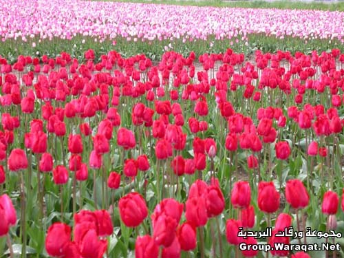 ورود حلوة لاحلى اميرات  Flower3