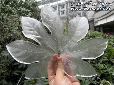 China After Ice Rain Ice_rain1