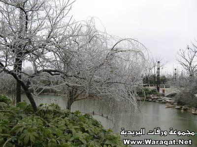 China After Ice Rain Ice_rain11