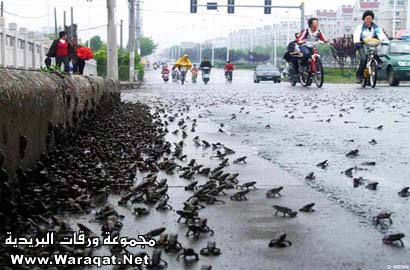 حيوان يتنبأ بزلزال الصين قبل يومين من وقوعه... China