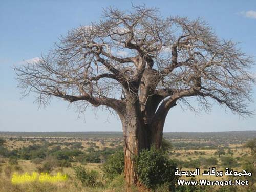 اشجار غريبه الشكل - عجائب وغرائب الصور 3alm-alashgar8