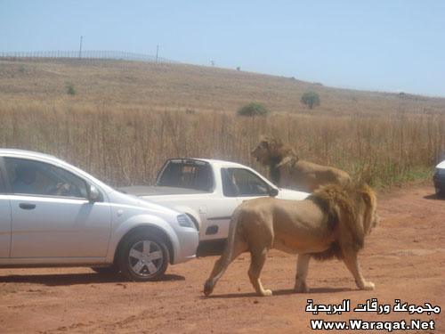 إذا عندك شجاعة انزل African_Safari2