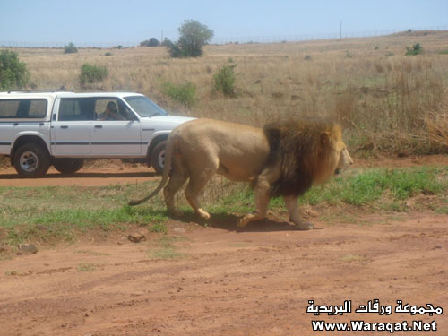 إذا عندك شجاعة انزل African_Safari5