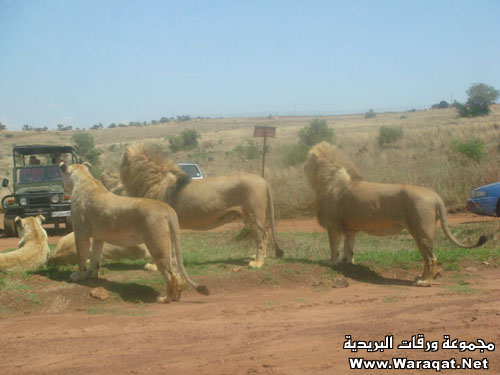 إذا عندك شجاعة انزل African_Safari6