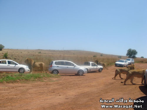 إذا عندك شجاعة انزل African_Safari9