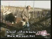 ثور ثور جداً RapingCow