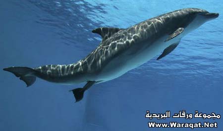 ولادة دولفين مباشر سبحان الله Delfin1