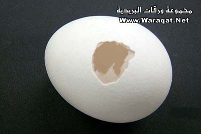 انتبهوا .. لاتسافر خادماتكم بالبيض Eggs1