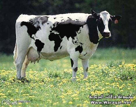  غرائب الصور..  T3del-3asor19