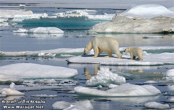 مجموة صور طبيعيه جميله Animals_29