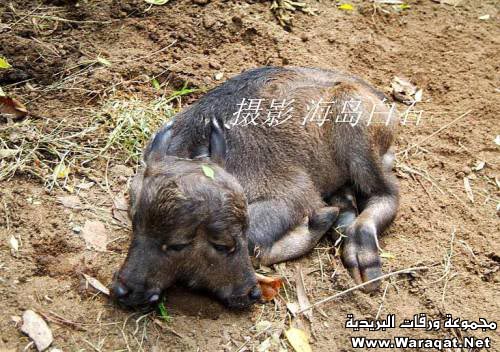 صدق أولا تصدق:عجل برأسين Baby-buffalo-with-Two-Headed-001