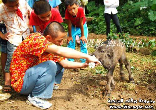 صدق أولا تصدق:عجل برأسين Baby-buffalo-with-Two-Headed-002