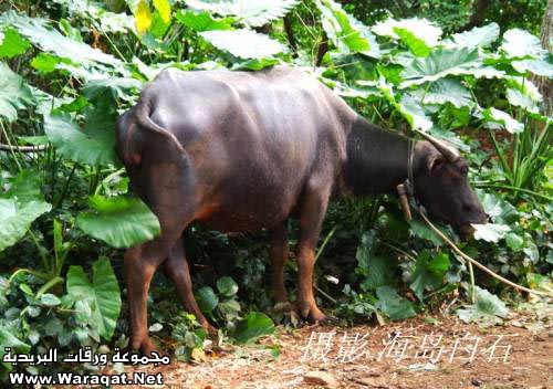 صدق أولا تصدق:عجل برأسين Baby-buffalo-with-Two-Headed-005