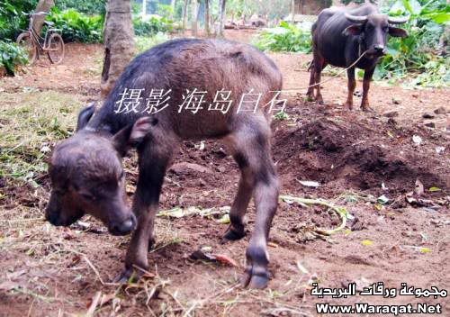 صدق أولا تصدق:عجل برأسين Baby-buffalo-with-Two-Headed-007