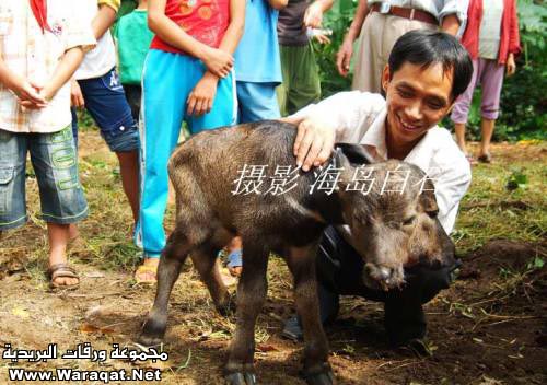 صدق أولا تصدق:عجل برأسين Baby-buffalo-with-Two-Headed-008