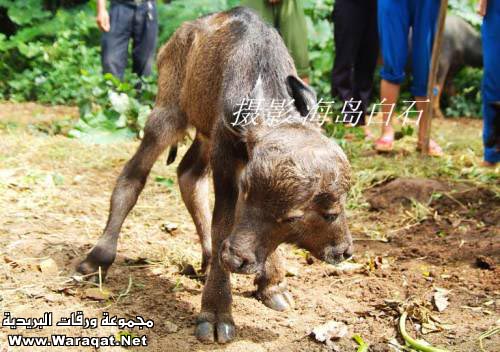 صدق أولا تصدق:عجل برأسين Baby-buffalo-with-Two-Headed-009